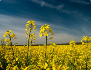 Going all-in with millennial design